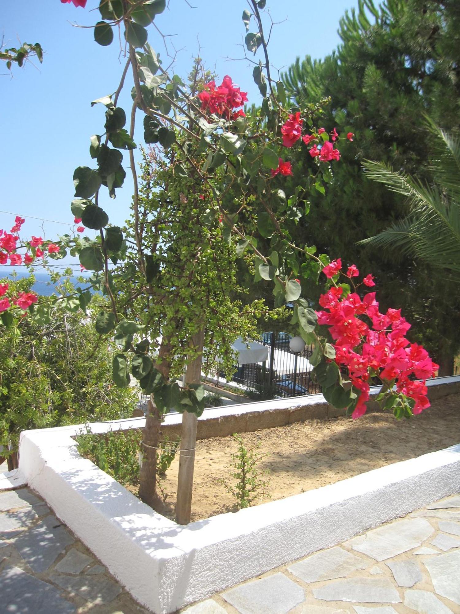 Travlos Studios Eleios-Pronnoi Exterior foto
